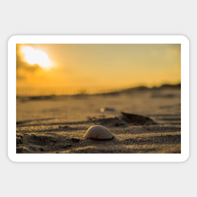 Sand shells Sticker by KensLensDesigns